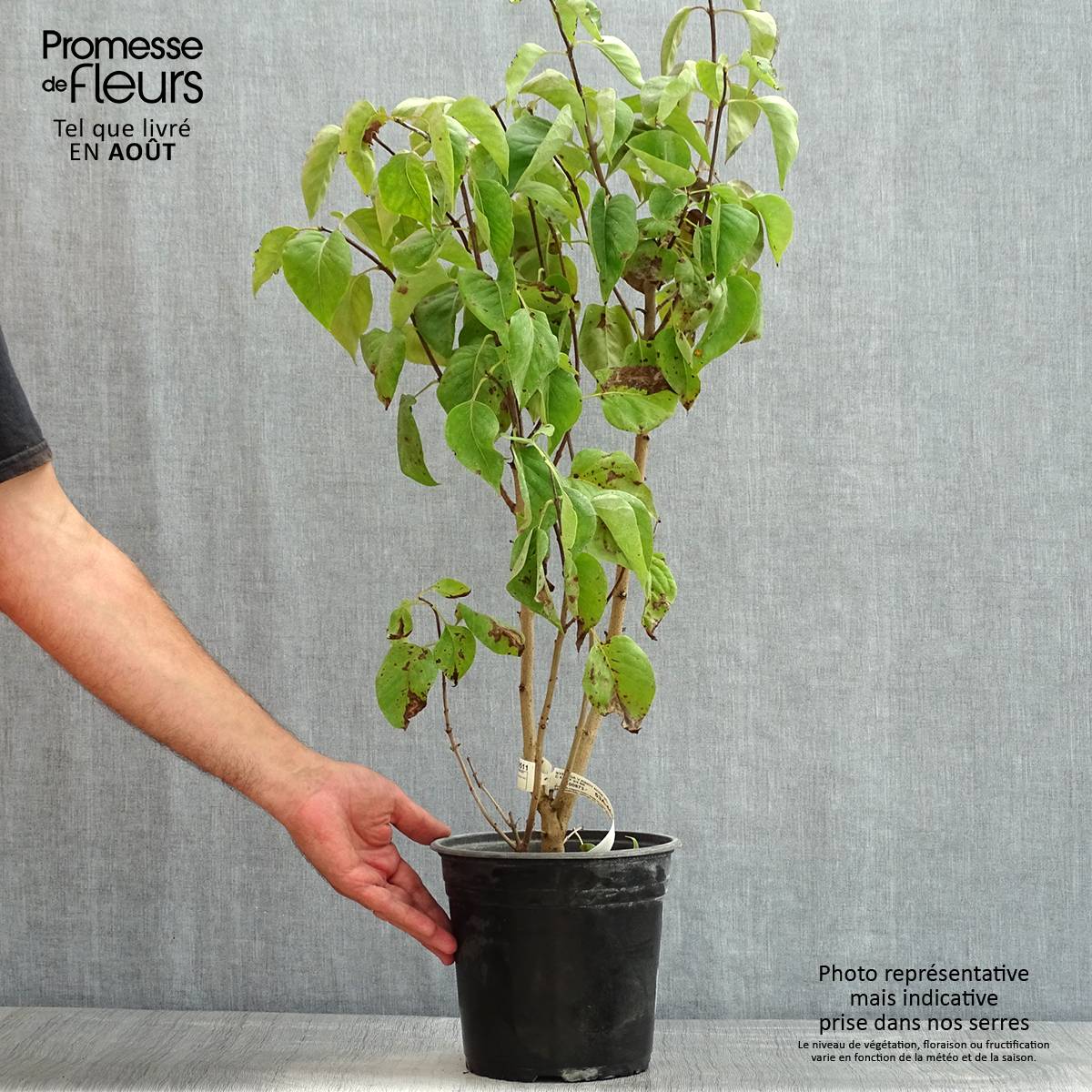 Promesse de Fleurs - Lilas commun - Syringa vulgaris Kindy Rose Pot de 4L/5L - Image 2