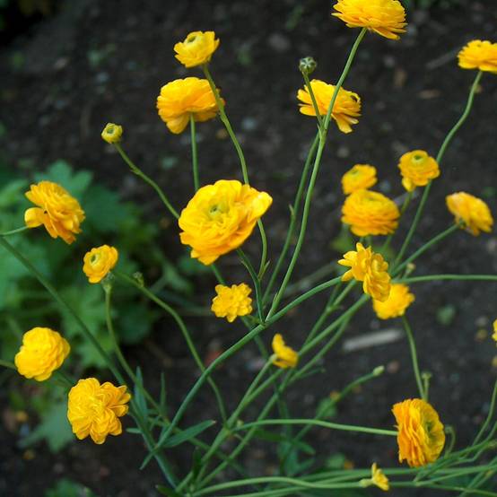 Ranunculus acris Multiplex - Bouton d'or Godet de 8/9 cm