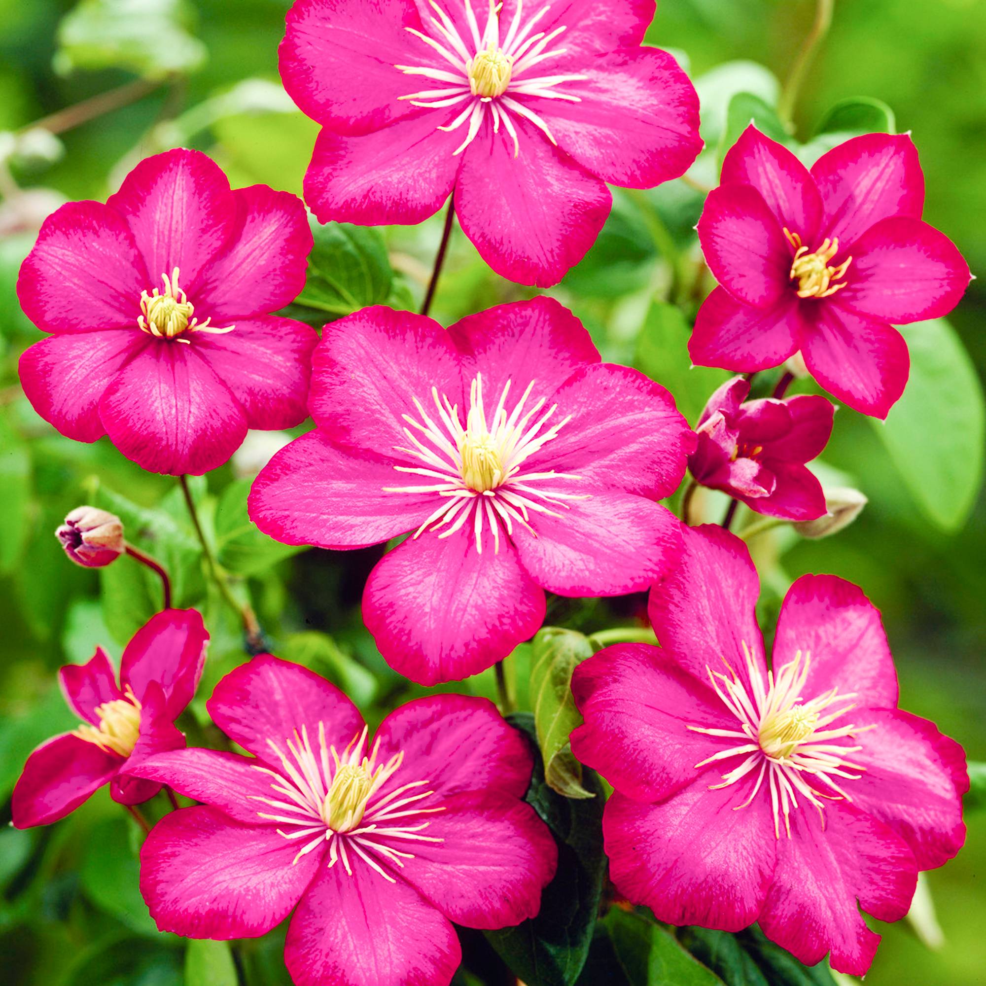 Gardenersdream - Clématite 'Ville de Lyon' arbuste florifère grimpant à feuilles caduques en pot - GardenersDream - Image 1