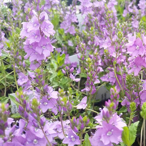 Veronica prostrata Mrs Holt Godet de 8/9 cm