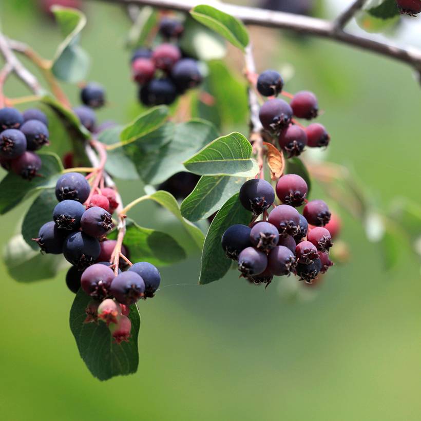 Amelanchier alnifolia GreatBerry Fruity Pot de 4L/5L