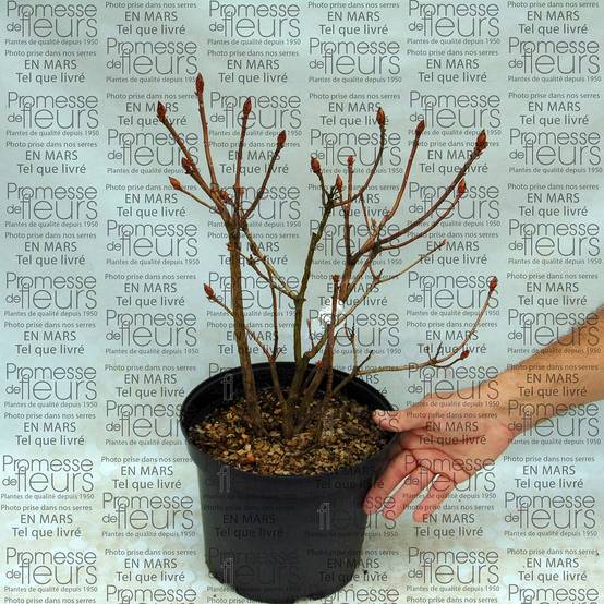 Promesse de Fleurs - Azalée de Chine Klondyke - Azalea mollis Pot de 4L/5L - Image 1