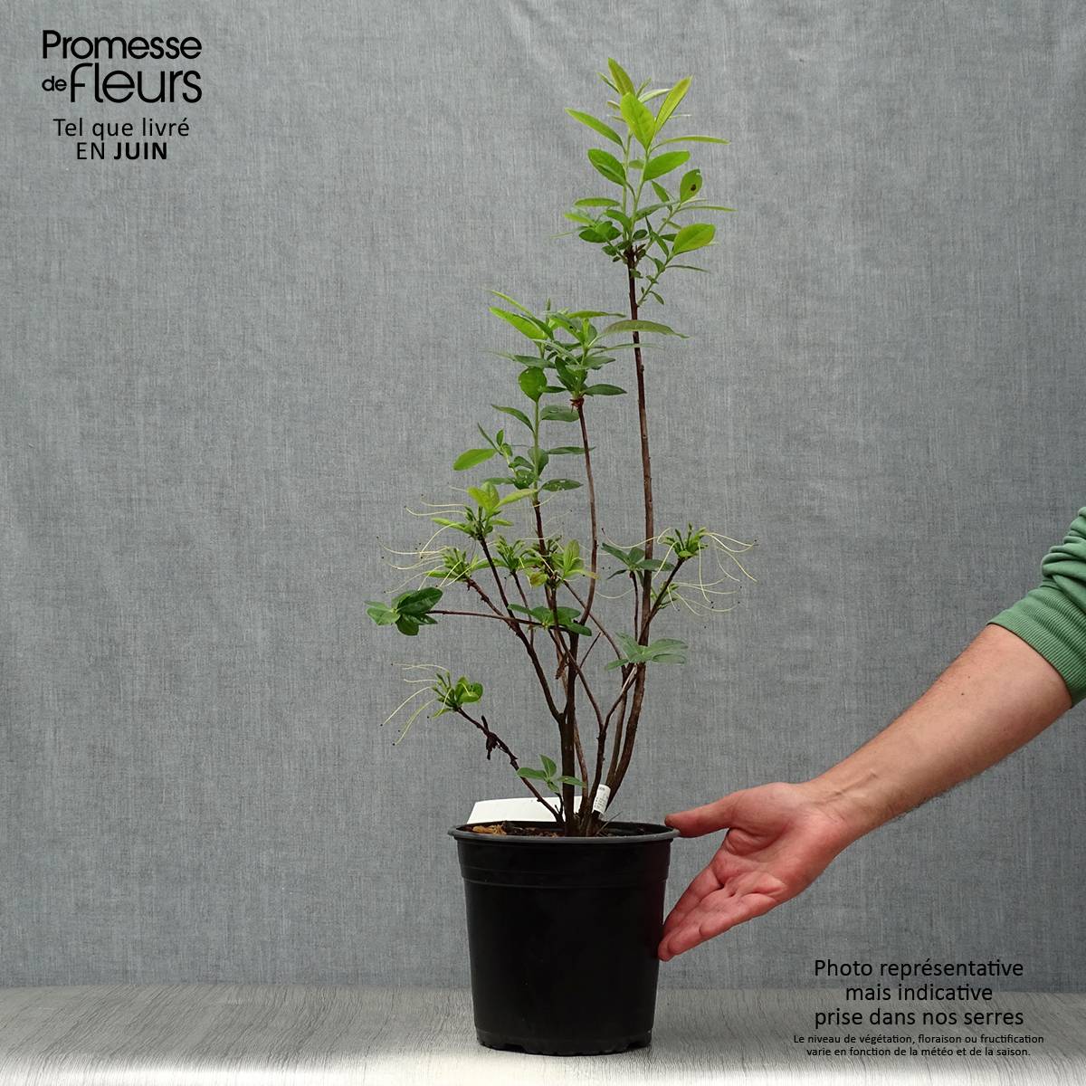 Promesse de Fleurs - Azalée de Chine Klondyke - Azalea mollis Pot de 4L/5L - Image 2
