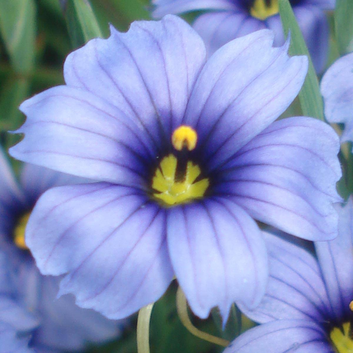 Sisyrinchium angustifolium Devon Skies Godet de 8/9 cm - Image 1