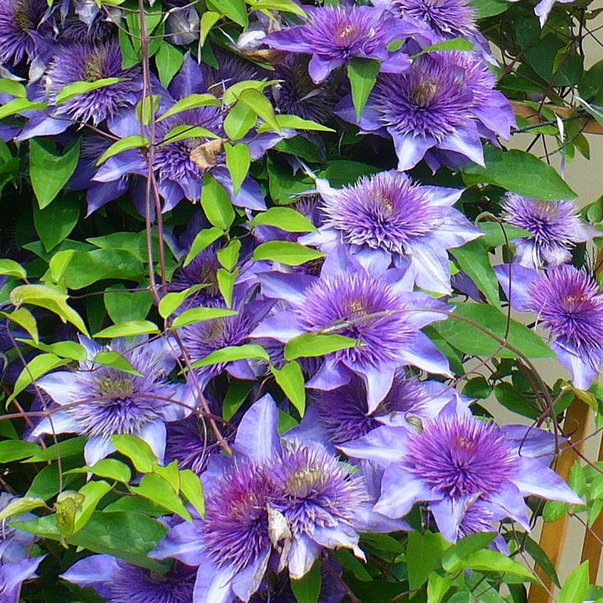 Gardenersdream - Clématite 'Bleu Multiple' arbuste grimpant compact à feuilles caduques et fleurs bleues - GardenersDream - Image 3
