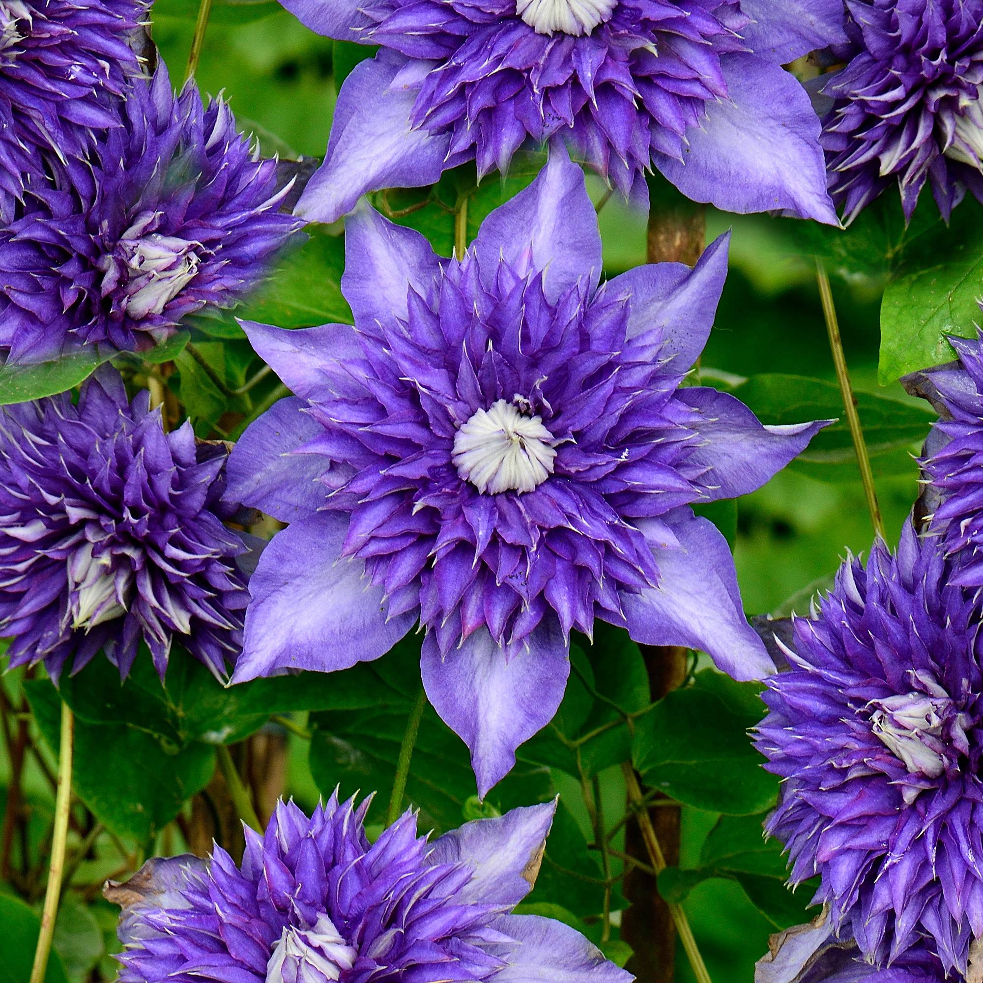 Gardenersdream - Clématite 'Bleu Multiple' arbuste grimpant compact à feuilles caduques et fleurs bleues - GardenersDream - Image 1