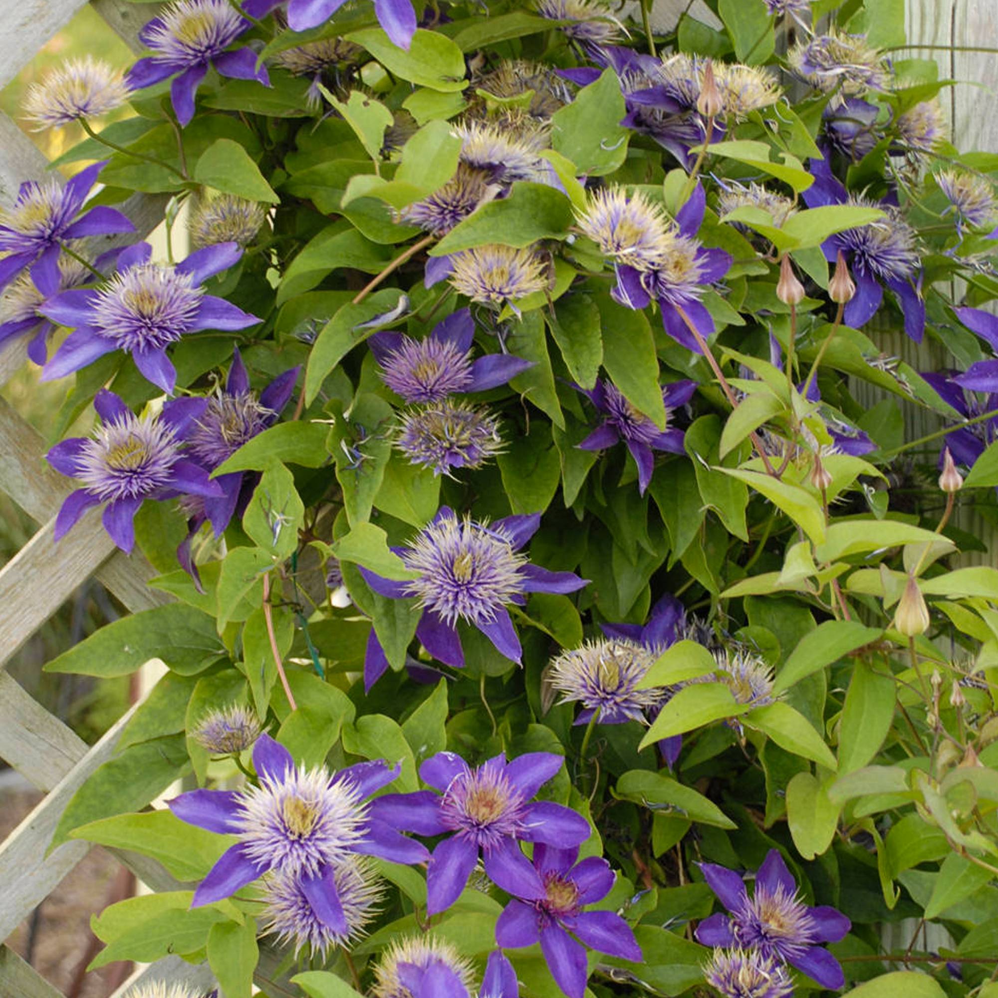 Gardenersdream - Clématite 'Bleu Multiple' arbuste grimpant compact à feuilles caduques et fleurs bleues - GardenersDream - Image 2