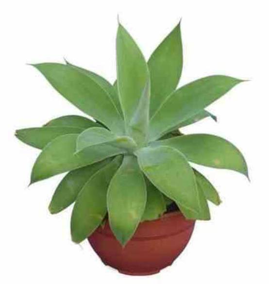 0 - Agave attenuata Pot de 45L - 80/100cm - Image 1