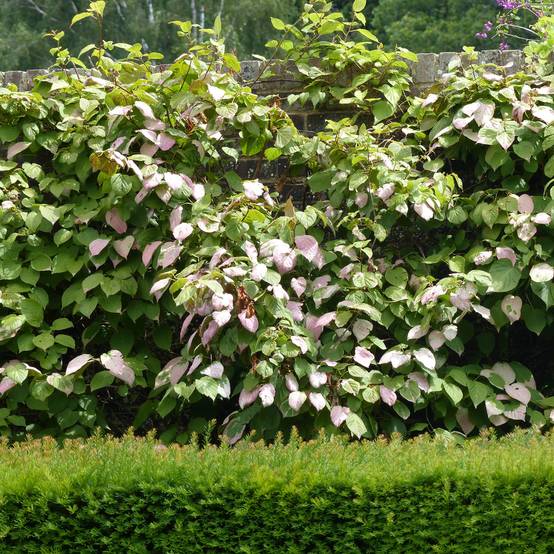 Actinidia kolomikta Eve - Kiwi d'ornement femelle Pot de 1,5L/2L