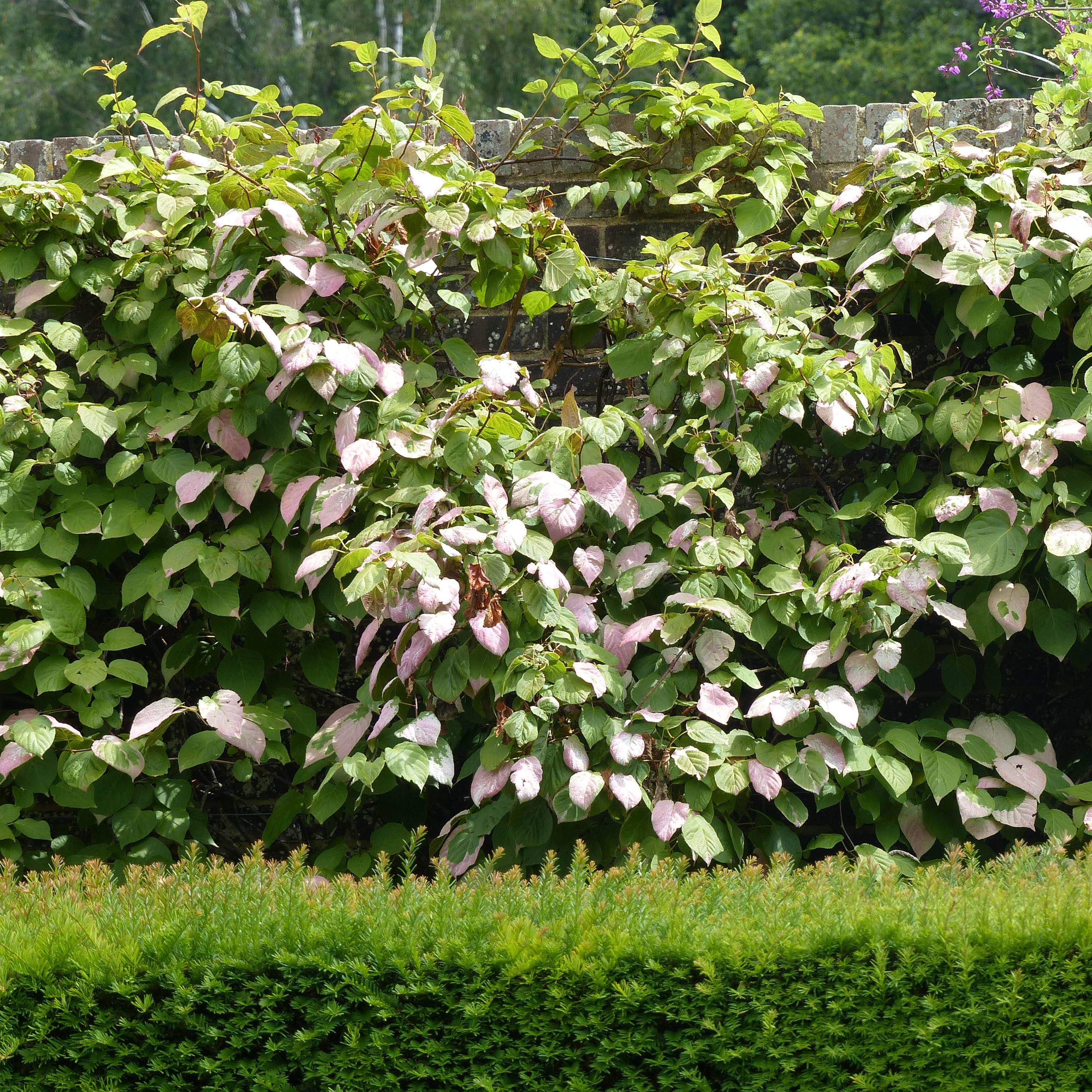 Actinidia kolomikta Eve - Kiwi d'ornement femelle Pot de 1,5L/2L