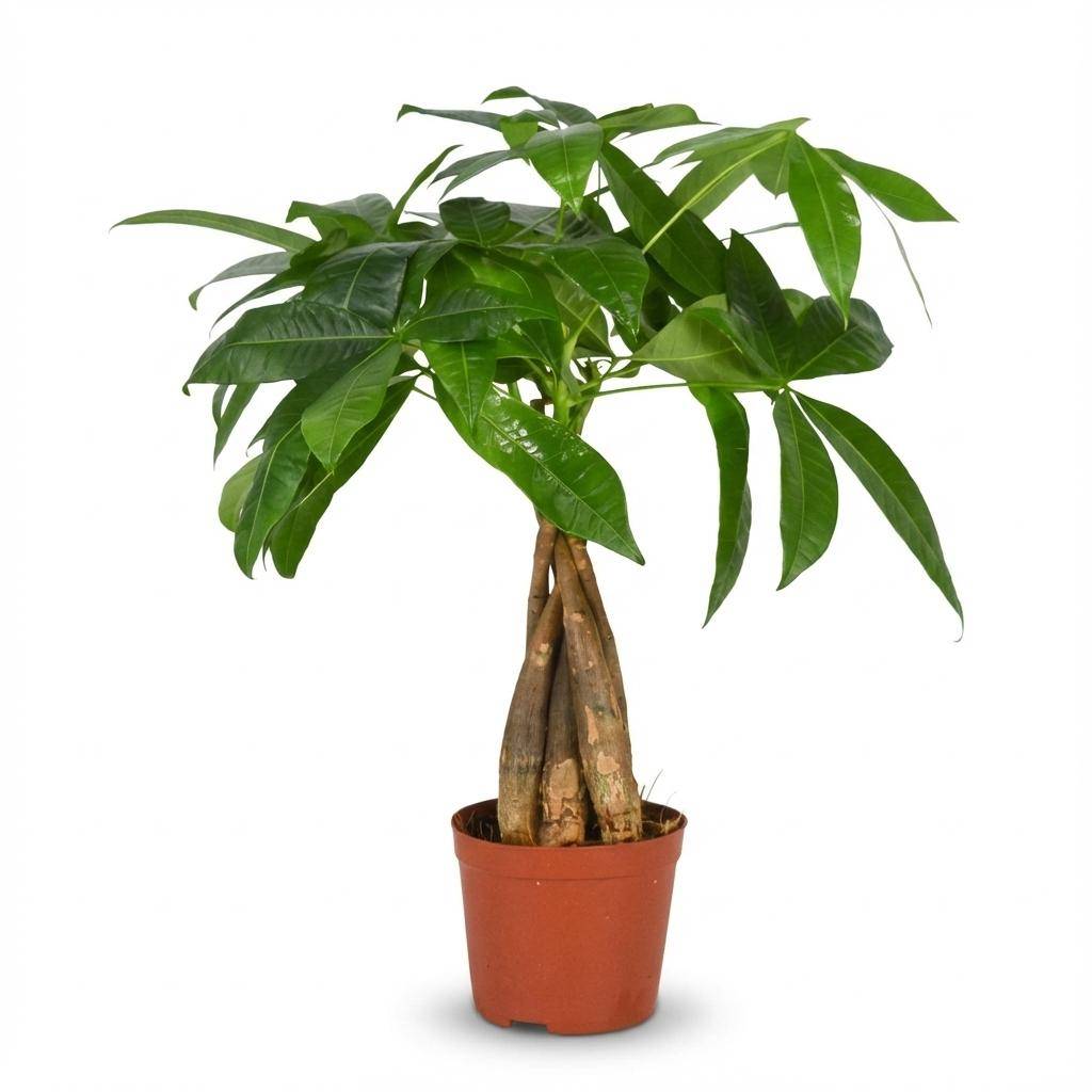 La Green Touch - Pachira aquatica - Arbre à monnaie - Pot Ø12 cm, H 50 cm - Image 2