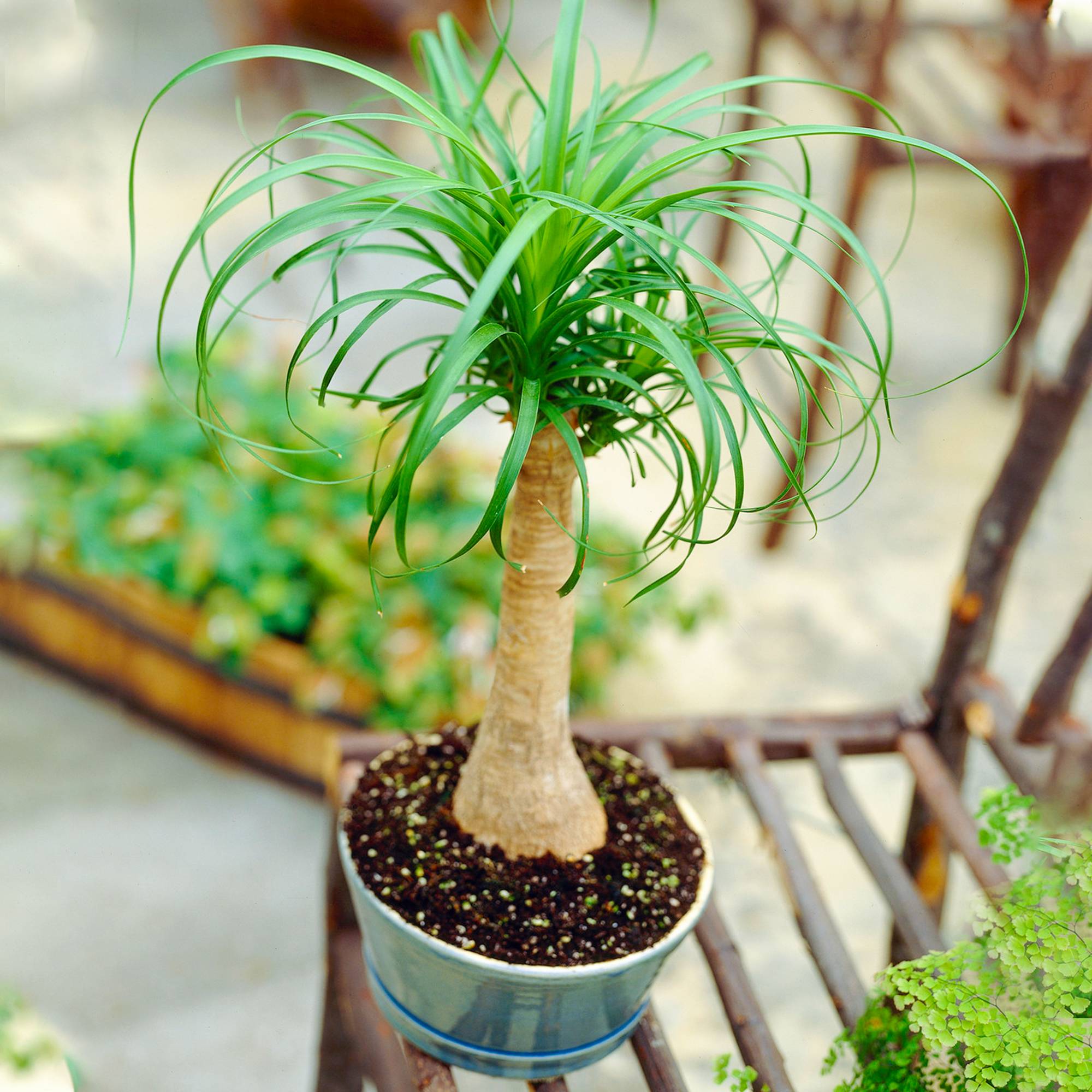 Gardenersdream - 1 X Beaucarnea Recurvata Pied D'Éléphant Pour L’Intérieur De 40 À 50 Cm Avec Pot - GardenersDream - Image 1