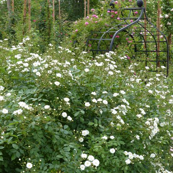Rosier grimpant Guirlande d'Amour Pot de 4L/5L