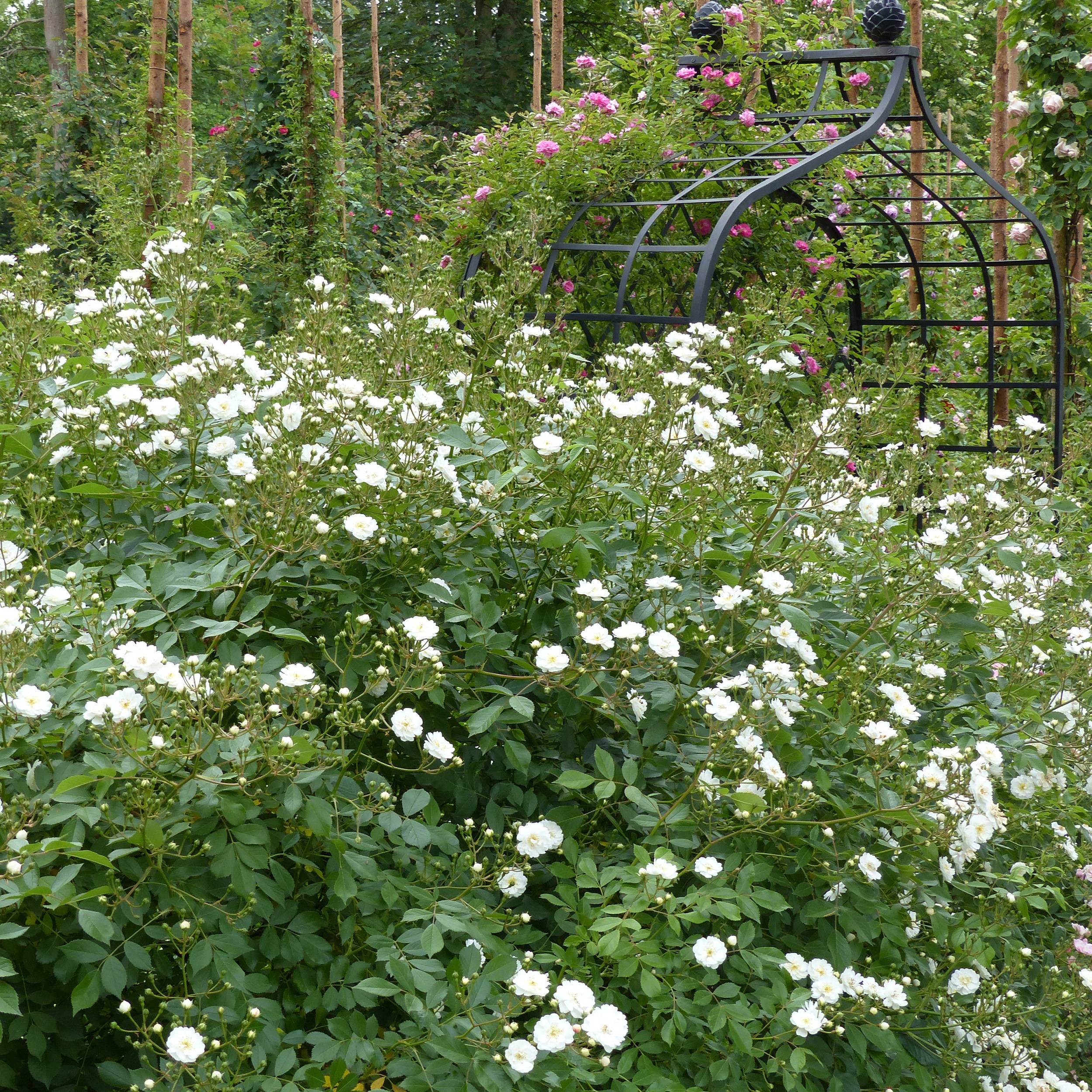 Rosier grimpant Guirlande d'Amour Pot de 4L/5L