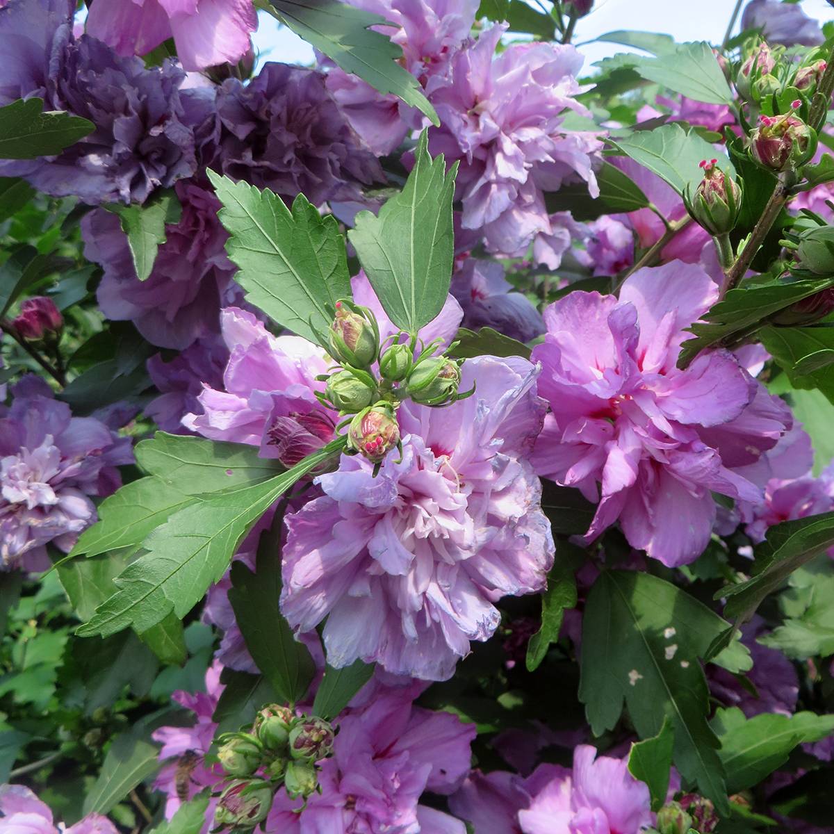 Promesse de Fleurs - Hibiscus syriacus Ardens - Althéa double Godet de 8/9 cm - Image 1