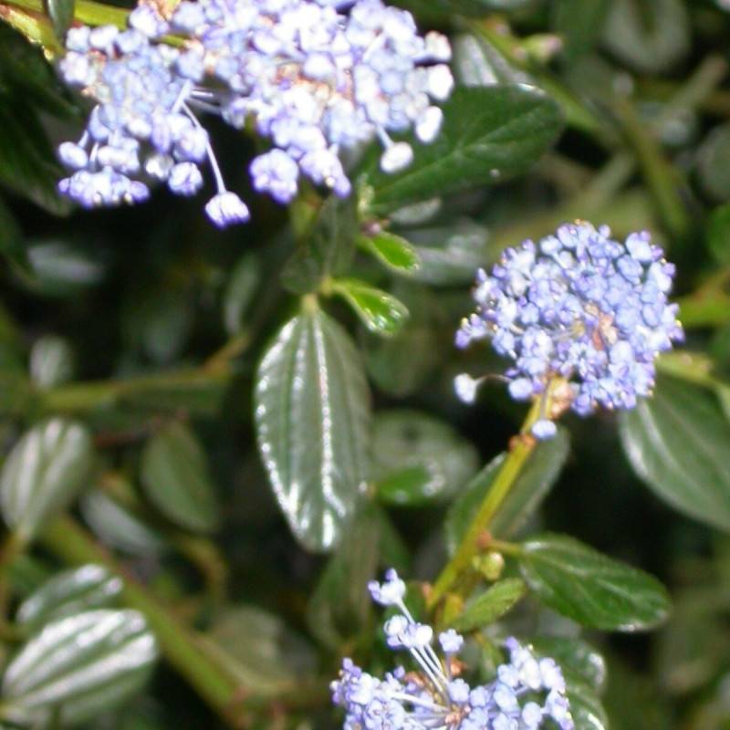 Céanothe, Lilas de Californie rampante à fleurs Bleue/ - feuillage Persistant - Pot de 7,5L - 40/60 cm - Image 1