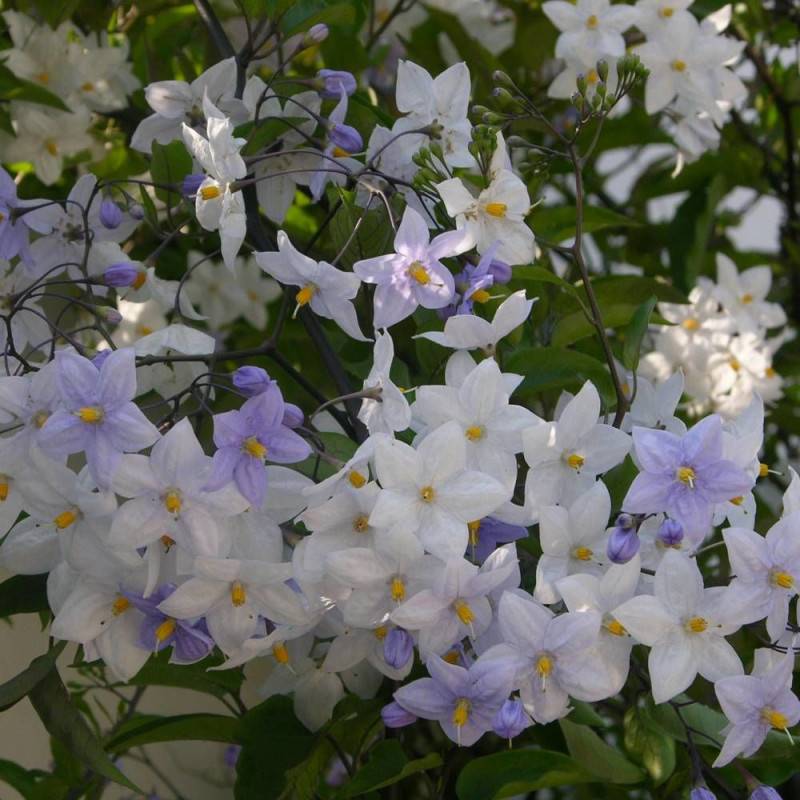Solanum, Morelle faux jasmin à fleurs Blanche - feuillage Caduc - Pot de 3L - Echelle bambou 60/120 cm- hauteur à maturité De 2,50 m à 3,00 m - Image 4