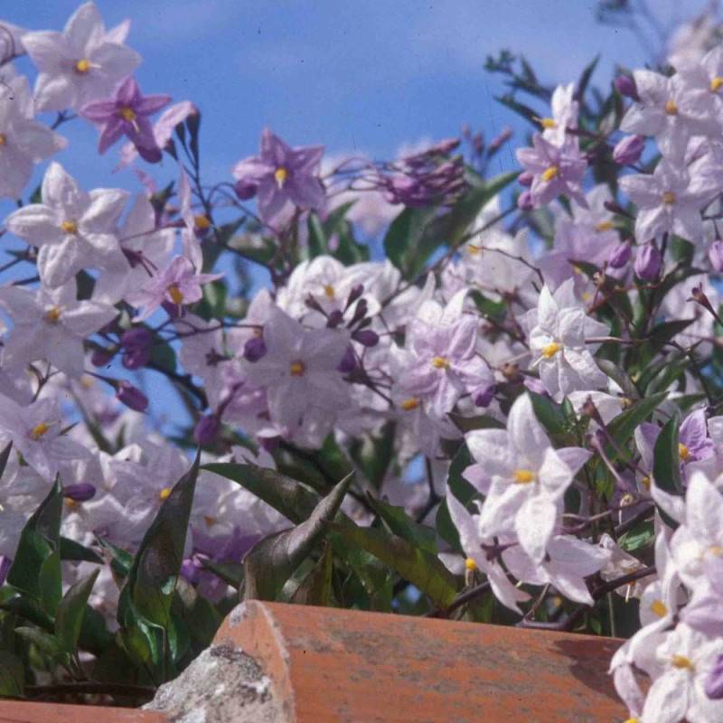 Solanum, Morelle faux jasmin à fleurs Blanche - feuillage Caduc - Pot de 3L - Echelle bambou 60/120 cm-  hauteur à maturité De 2,50 m à 3,00 m - Image 3