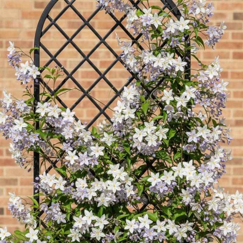 Solanum, Morelle faux jasmin à fleurs Blanche - feuillage Caduc - Pot de 3L - Echelle bambou 60/120 cm- hauteur à maturité De 2,50 m à 3,00 m - Image 5