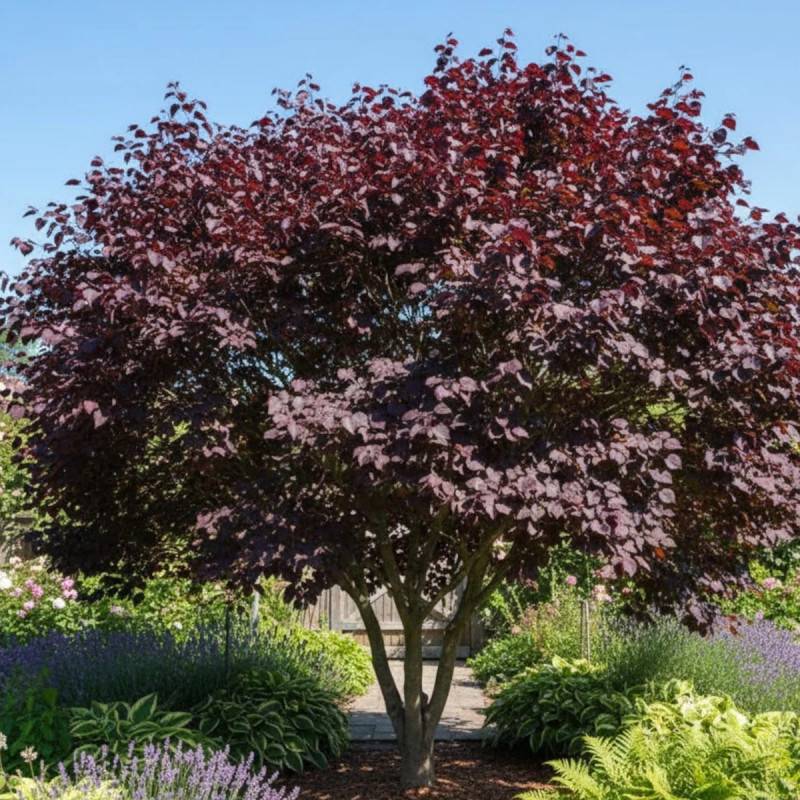 Cercis du Canada Merlot, Arbre de Judée, Gainier du Canada à fleurs Rose - feuillage Caduc - Pot de 15L - Baliveau-  hauteur à maturité De 3,00 m à 5, - Image 3