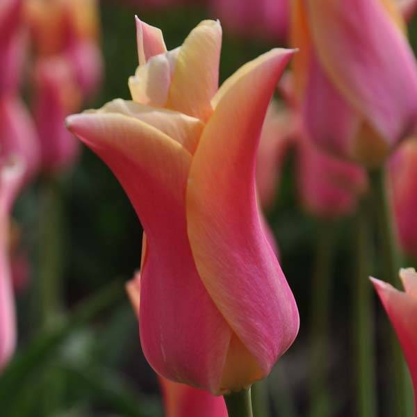 Promesse de Fleurs - Tulipe Fleur de Lis Marianne Bulbe calibre 11+ (par 6)