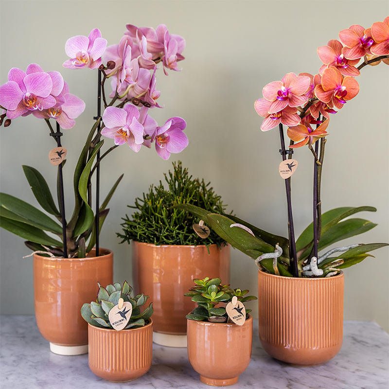 De 2 Orchidées Phalaenopsis - D9 H45cm - Image 3