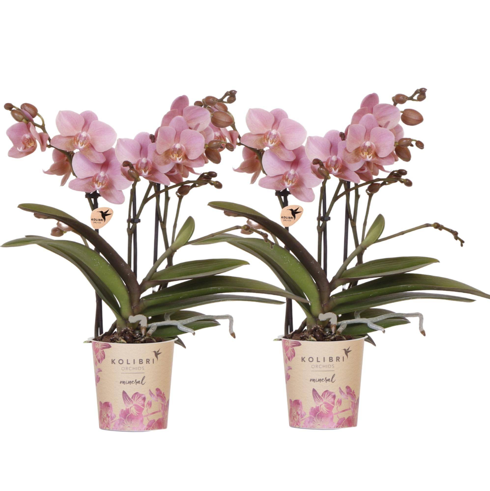 De 2 Orchidées Phalaenopsis - D9 H45cm - Image 1