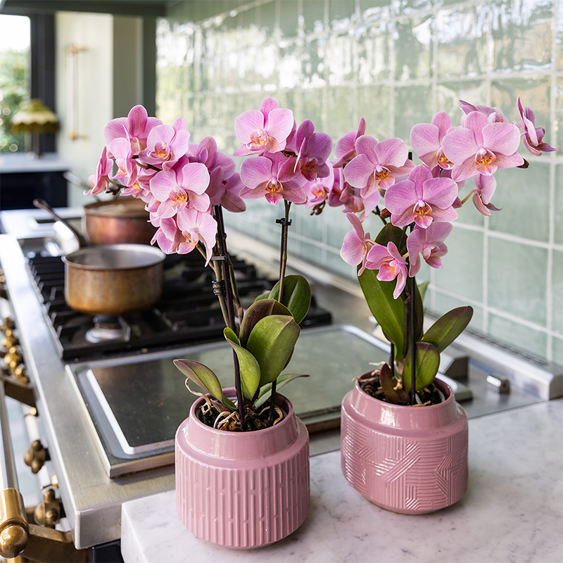 De 2 Orchidées Phalaenopsis - D9 H45cm - Image 4