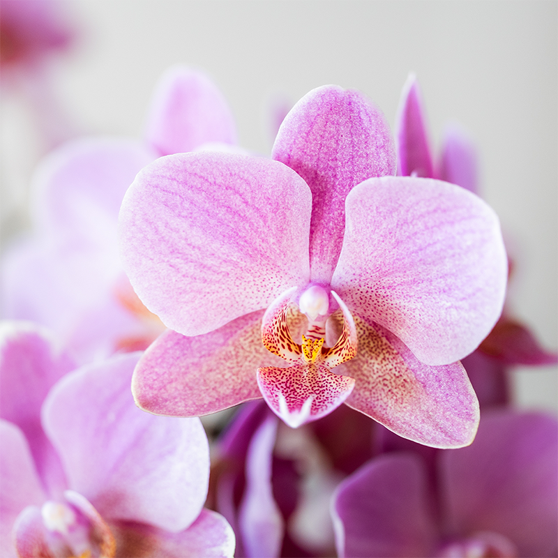 De 2 Orchidées Phalaenopsis - D9 H45cm - Image 5