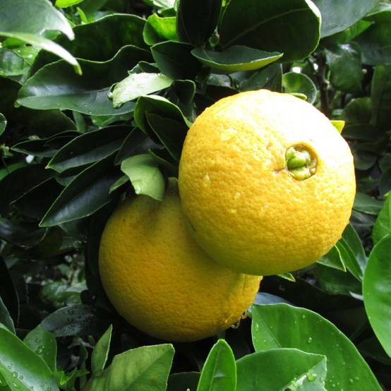 Oranger - Citrus sinensis Washington Navel Pot de 4L/5L, 1/4 de tige