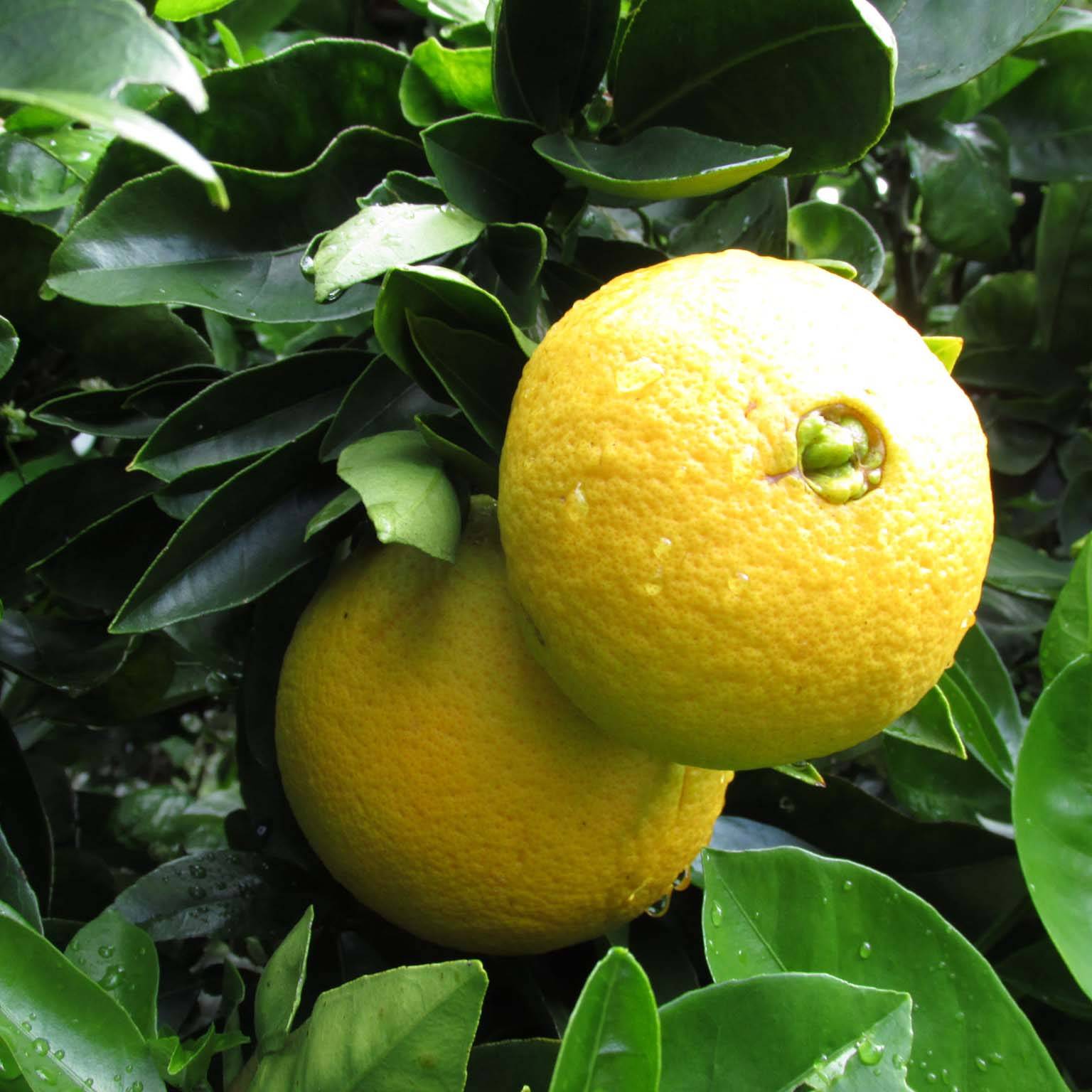 Oranger - Citrus sinensis Washington Navel  Pot de 4L/5L, 1/4 de tige