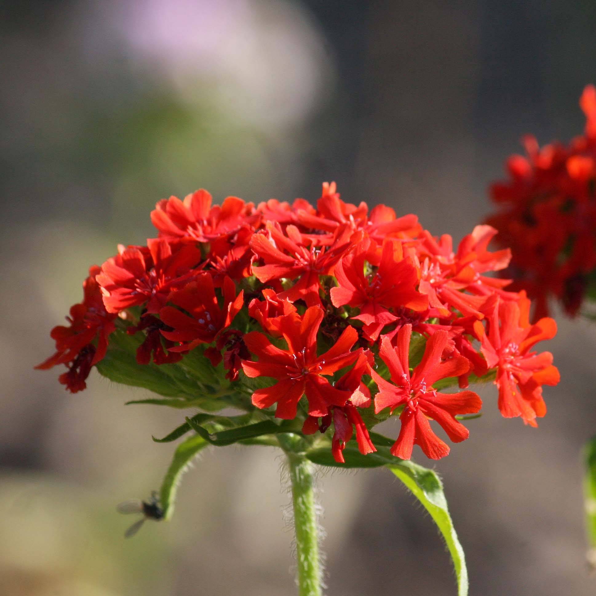 Lychnis chalcedonica Croix de Malte Godet de 8/9 cm