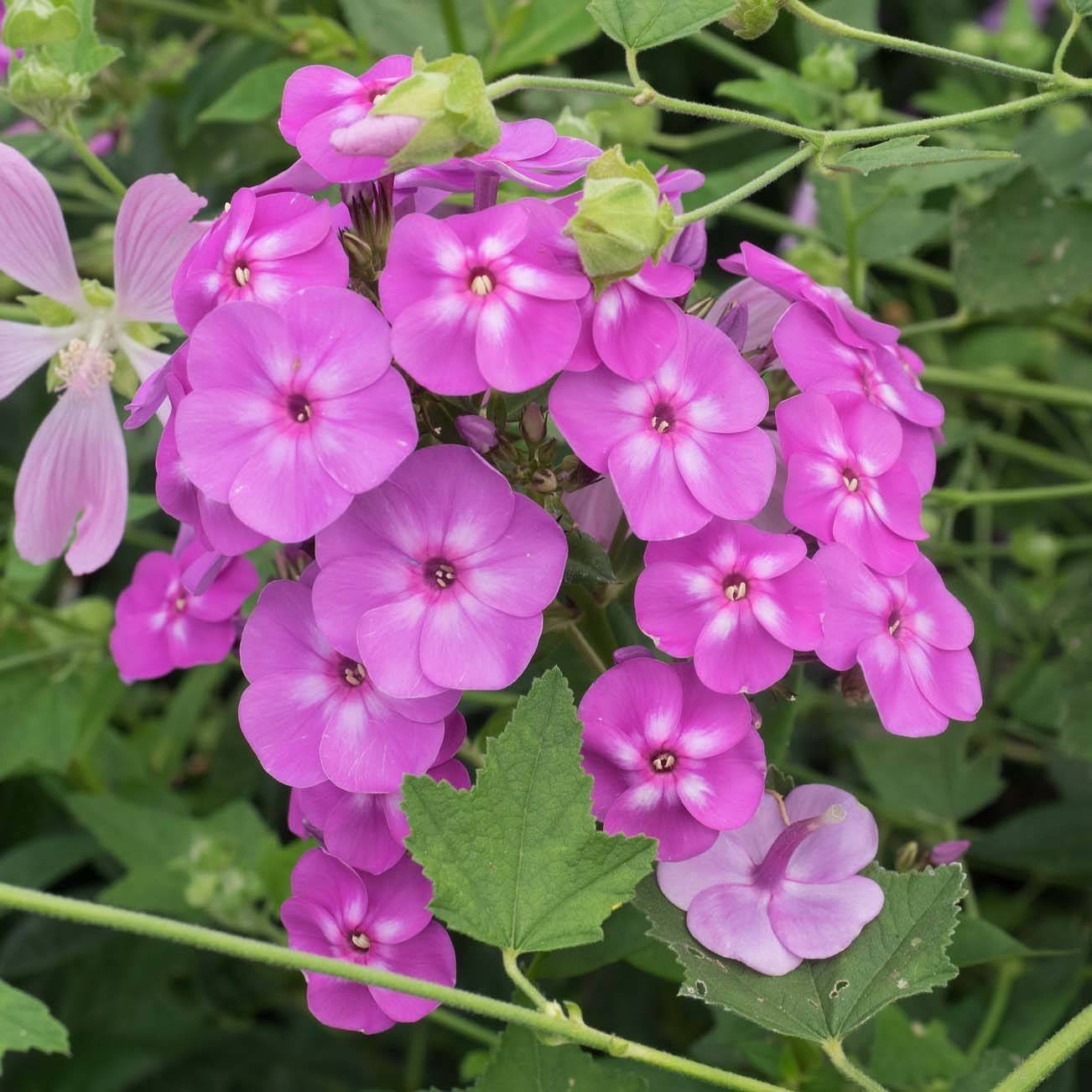 Promesse de Fleurs - Phlox paniculata Blue Paradise Godet de 8/9 cm