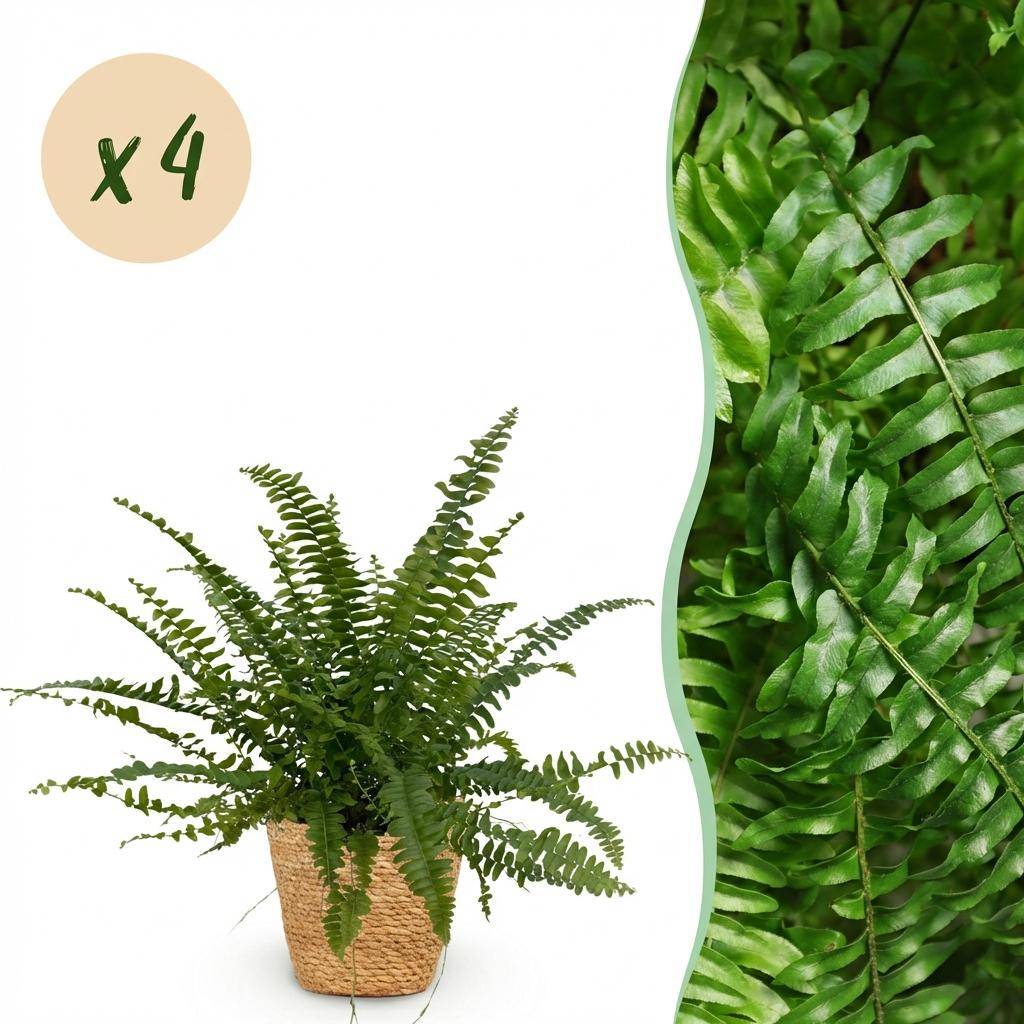 Nephrolepsis exaltata Green Lady - Pet-friendly - Pot de 12cm - Hauteur 25-30cm - 4 plantes - Panier - Plantes d'intérieur - Image 1