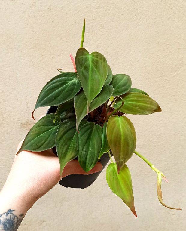 Philodendron Scandens Micans Medium D. 12cm H. 25cm - Plante d'intérieur - IndoorPoppies - Image 2