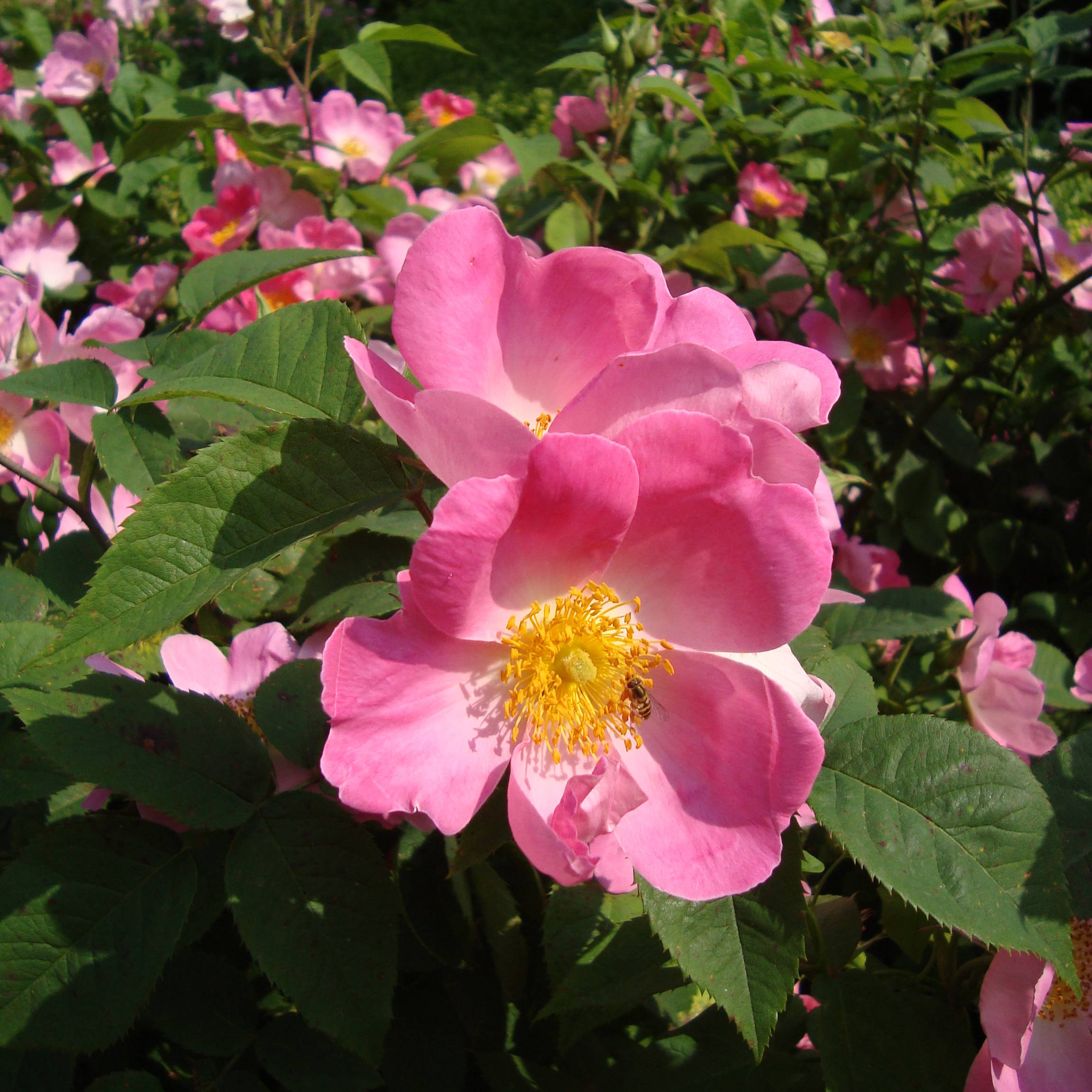 Promesse de Fleurs - Rosier ancien Complicata Pot de 4L/5L