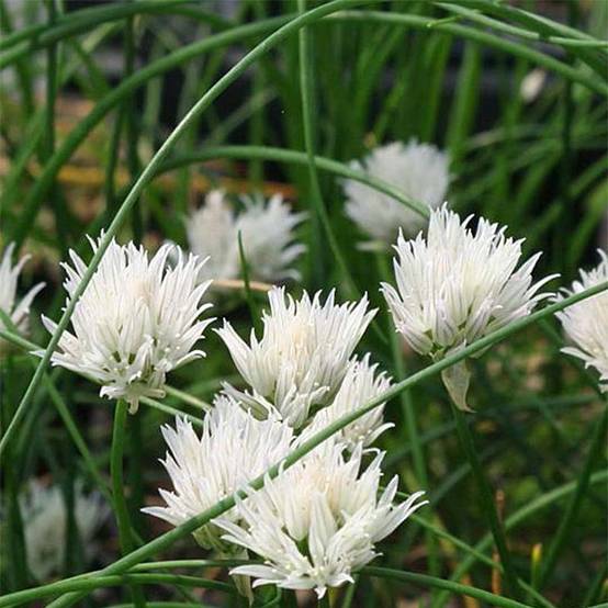 Ciboulette - Allium schoenoprasum Corsican White Godet de 8/9 cm