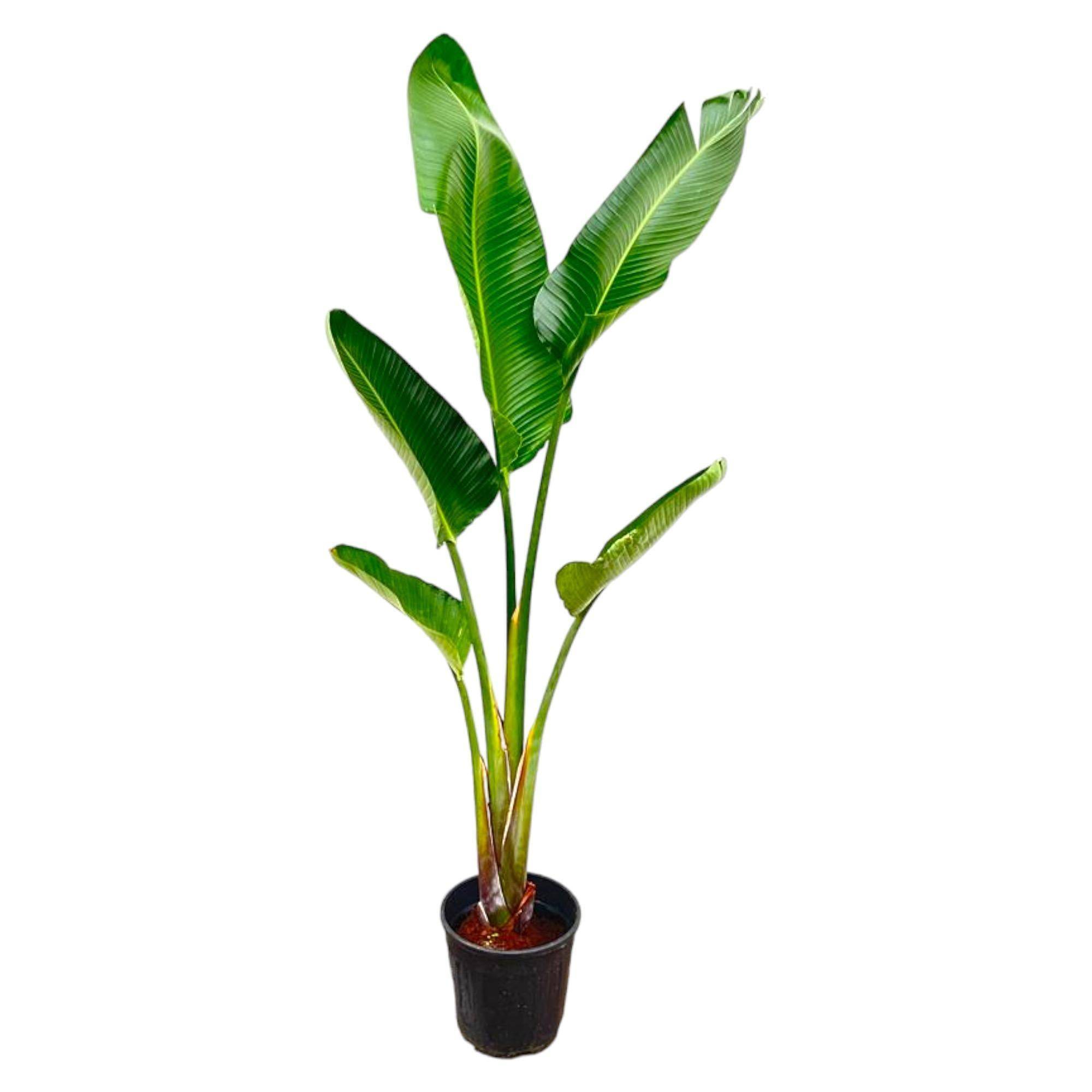 Strelitzia Augusta - D30 H210cm - Image 1