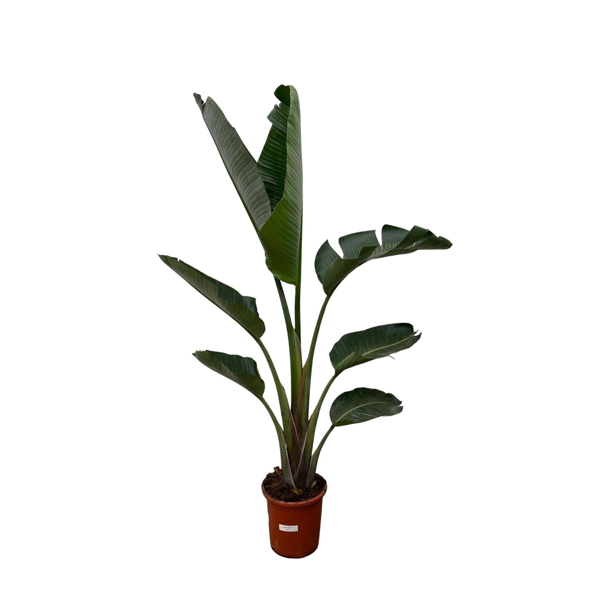 Strelitzia Augusta - D30 H210cm - Image 2