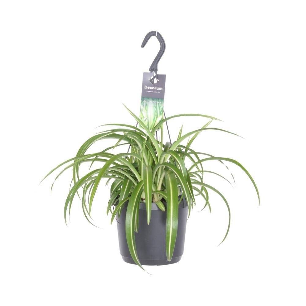 Chlorophytum Comosum Bonnie - D17 H35cm - Image 2