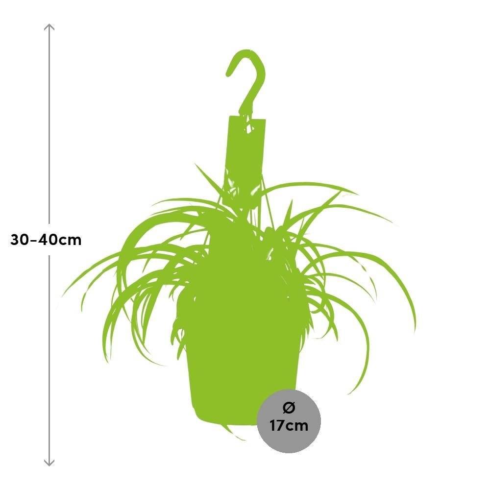 Chlorophytum Comosum Bonnie - D17 H35cm - Image 3