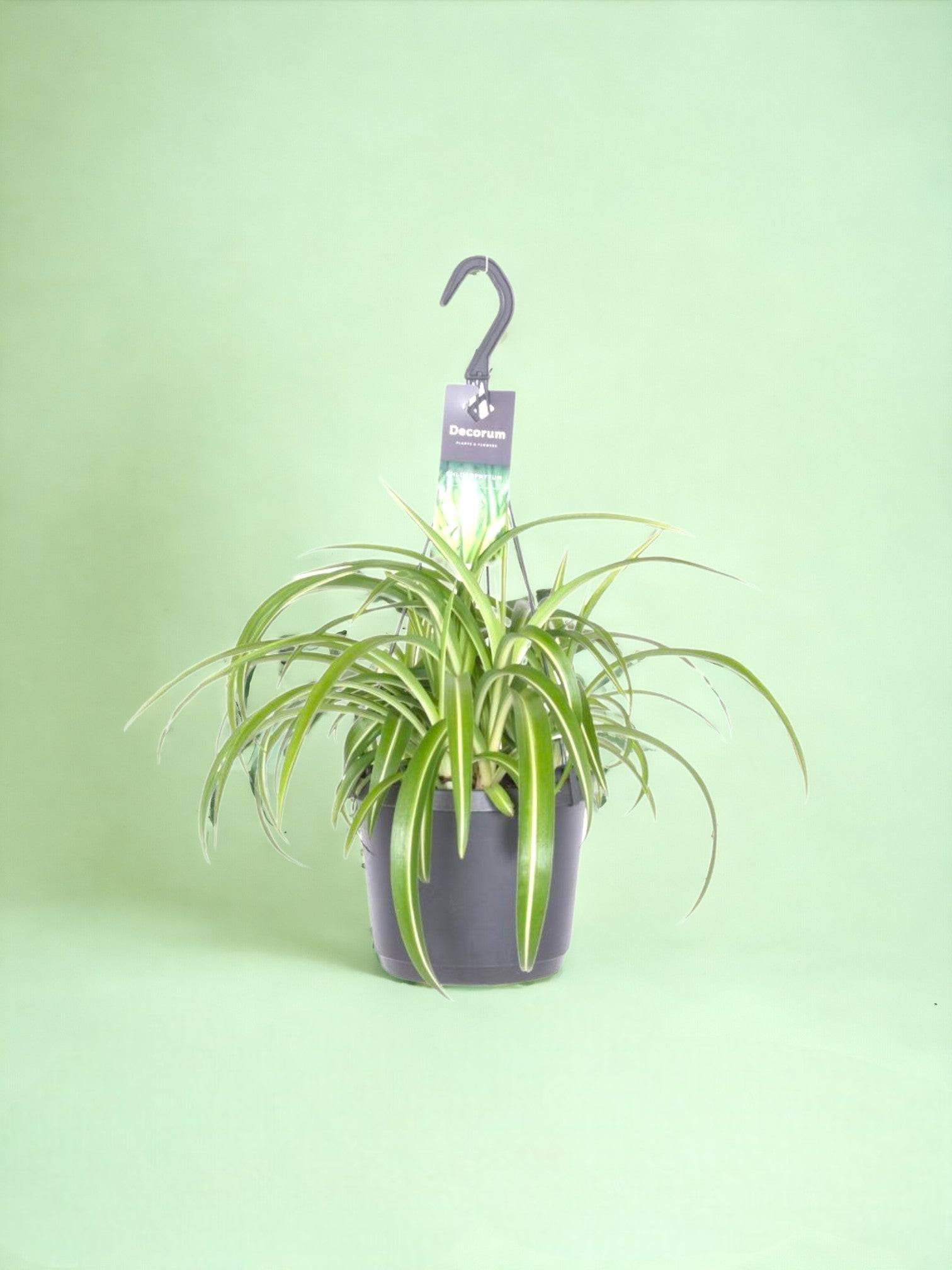 Chlorophytum Comosum Bonnie - D17 H35cm - Image 1