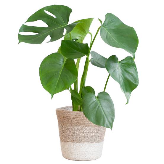 Monstera Deliciosa et son pot- La Green Touch Panier Blanc - Hauteur 50cm