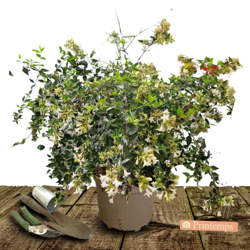 Abelia Pink Lady® 'KEYLAD', Abélia à grandes fleurs à fleurs Rose/Blanche - feuillage Persistant - Pot de 4L - 40/60 cm - Image 10