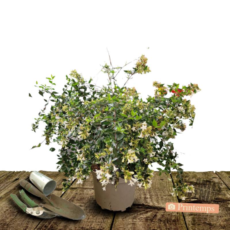 Abelia Pink Lady® 'KEYLAD', Abélia à grandes fleurs à fleurs Rose/Blanche - feuillage Persistant - Pot de 4L - 40/60 cm - Image 6