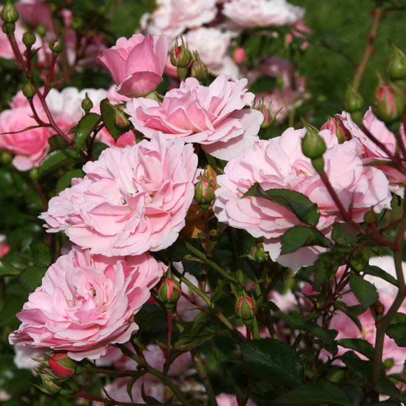 Promesse de Fleurs - Rosier tige Bonica Racines nues en motte, Tige, Tige de 90/120