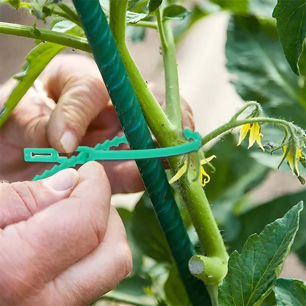 DtopbuyAge - 100 attaches pour plantes DtopbuyAge - Image 2