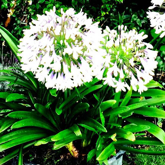 Agapanthe campanulatus var albidus Godet de 8/9 cm