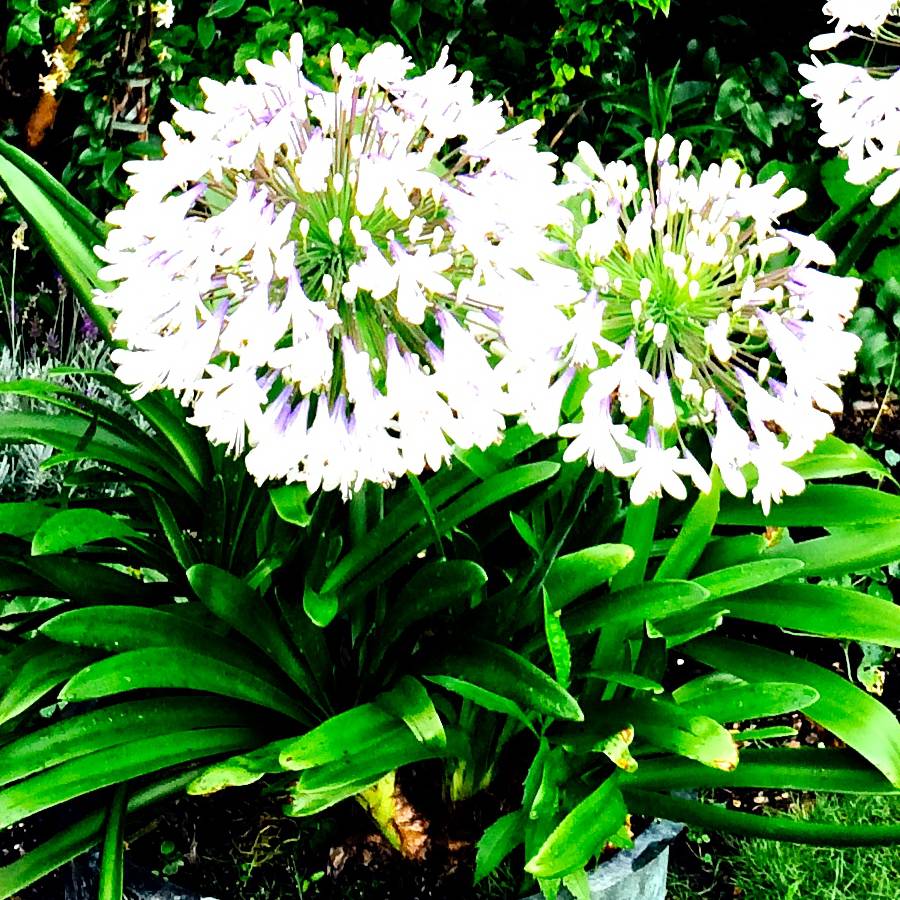 Agapanthe campanulatus var albidus Godet de 8/9 cm