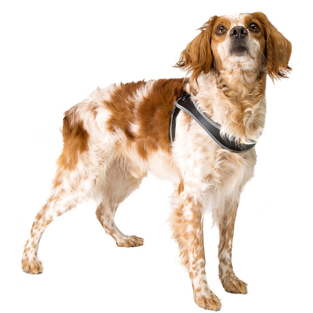 Ferplast - AGILA 8 Harnais chien A=B 69÷77 cm Noir - Image 3